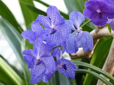 Vanda Orchids Types Pictures How To Grow And Care Florgeous