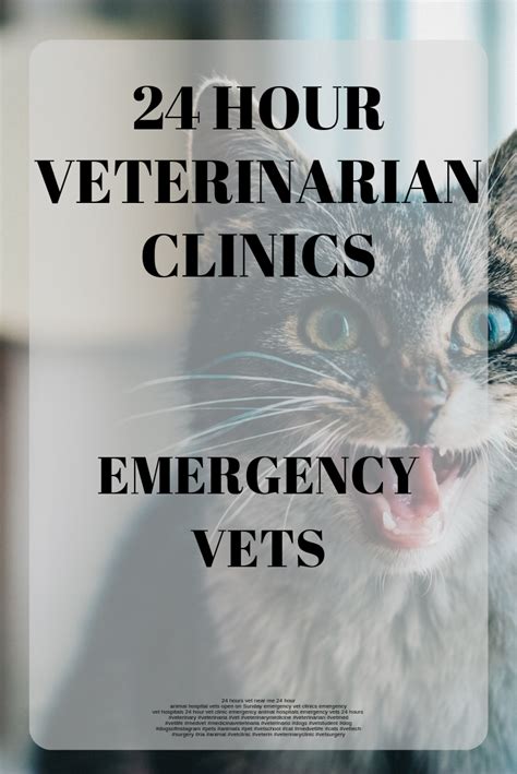 Mobile Vet Service Comes To You | Emergency vet, Emergency ...