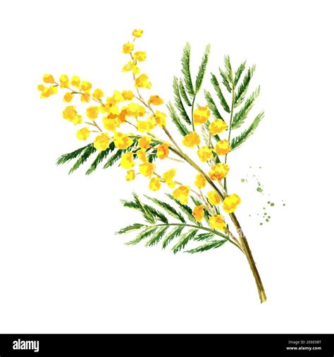 Mimosa Yellow Spring Flowers Branch Watercolor Hand Drawn Illustration