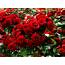 Roses Many Red Shrubs Flowers Wallpapers HD / Desktop And Mobile 