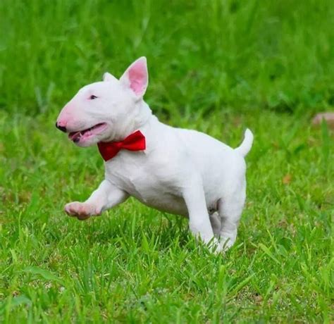 It has a large head, folded ears, a short muzzle, a protruding lower jaw, and loose skin that forms wrinkles on the head and face. Pin by akr on MBT | Baby dogs, Pitbull terrier, English bull terriers