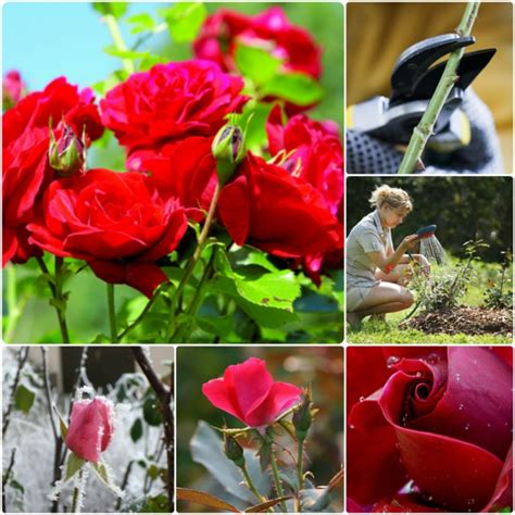 Tipps Zur Rosenpflege übers Jahr Wie Pflegt Man Die Rosen Richtig