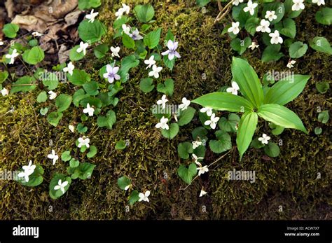 Canadian Violets And Moss Growing On A Rocky Ledge In The Great Smoky