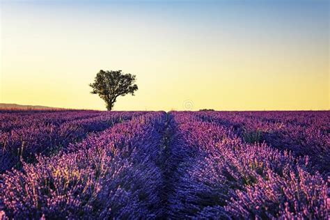 Beautiful Purple Lavender Field Stock Photo Image Of Harvest Nature