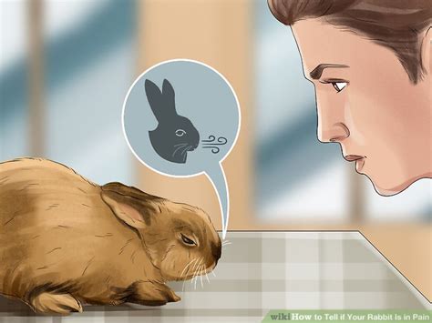 Rabbit in general accelerates the removal from the body of radioactive elements. How to Tell if Your Rabbit Is in Pain: 12 Steps (with ...