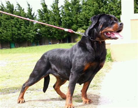 Young Females Tighton Rottweilers