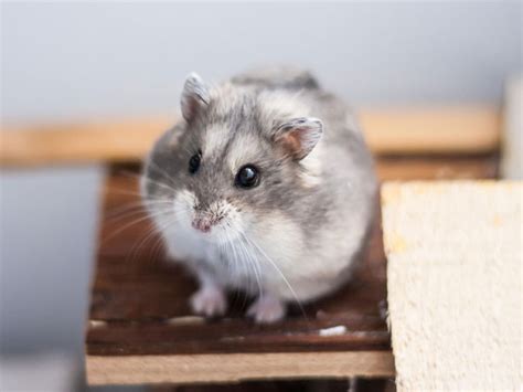 How To Keep A Campbells Dwarf Hamster Complete Care Guide Hamster