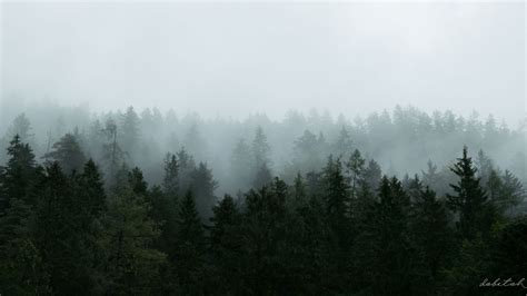 Download Wallpaper 1920x1080 Forest Trees Fog Nature Aerial View