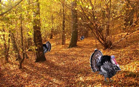 Funny Thanksgiving Zoom Background Poiduck