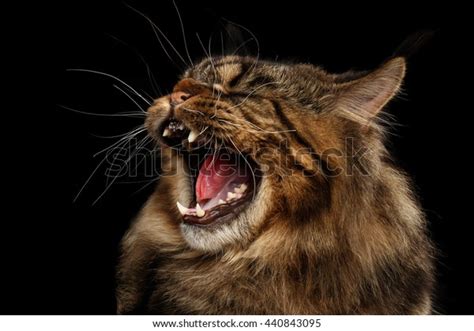 Closeup Portrait Angry Maine Coon Cat Stock Photo 440843095 Shutterstock