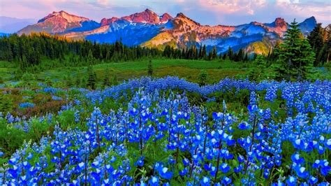 1920x1080 Hills Pretty Grass Sky Mountain Wildflowers Landscape