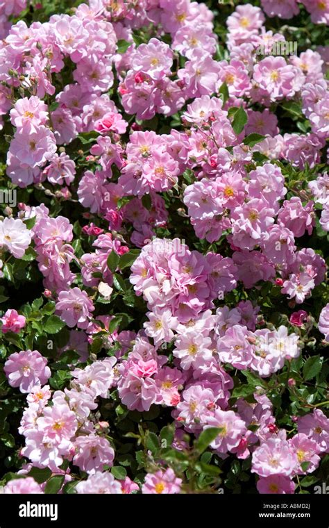 Pink Roses In Bloom Stock Photo Alamy
