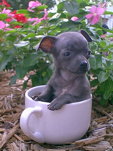 Maybe you would like to learn more about one of these? It's HD | Animals-Funny-Wallpapers: cute puppies in cups