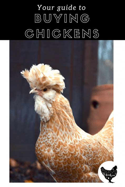 Your Guide To Buying Chickens Backyard Chicken Project