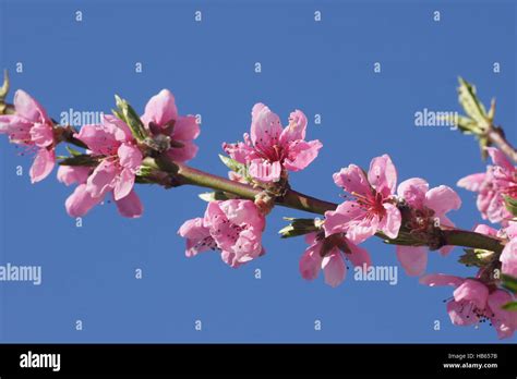 Prunus Persica Peach Stock Photo Alamy