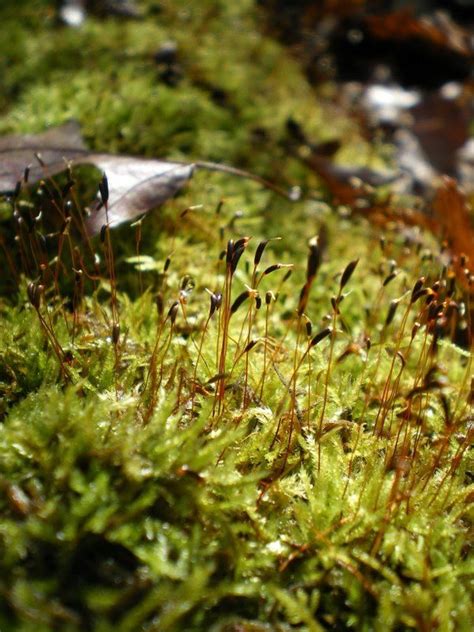 Moss spores | Herbs, Spore, Brainerd