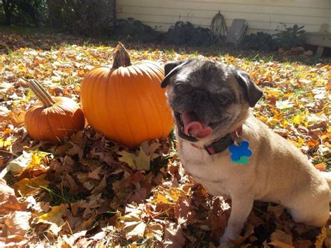 Pug In The Fall Its Raining Pug Life Pugs Funny Pictures Fall