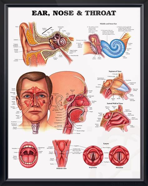 Ear And Sinus Diagram