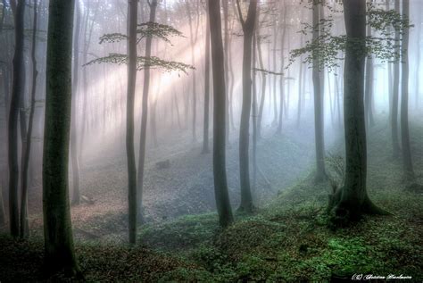 Forest Light By Christian 500px Forest Light Forest Light