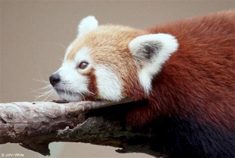 Calphotos Ailurus Fulgens Red Panda Red Panda Animals