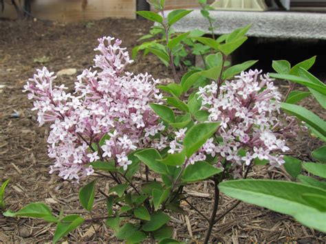 Dwarf Lilac Bush Varieties