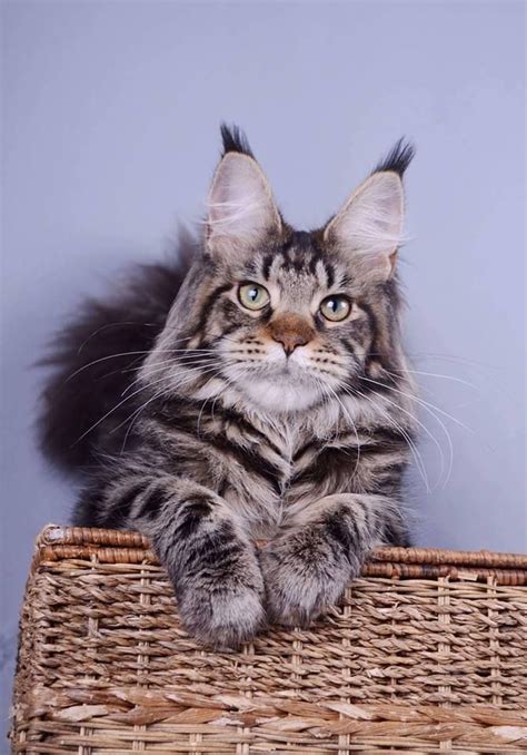 9 to 20 plus pounds. Pin on Maine Coon Cats 2018