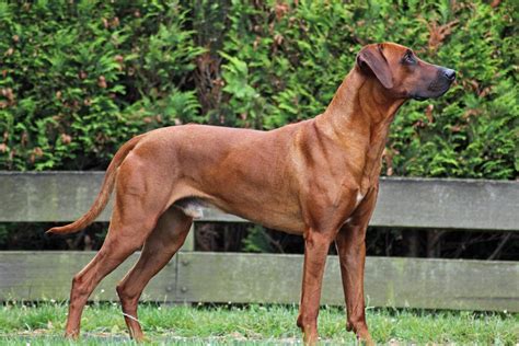 Er zeichnet sich durch seinen markanten rückenkamm er trägt den namen löwenhund. Deutscher Rhodesian Ridgeback Club - Entstehungsgeschichte