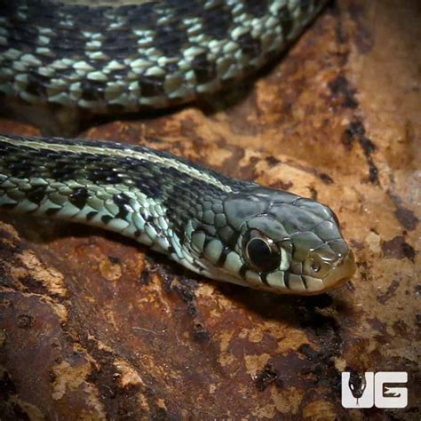 Baby Florida Blue Garter Snakes Thamnophis Sirtalis Similis For Sale