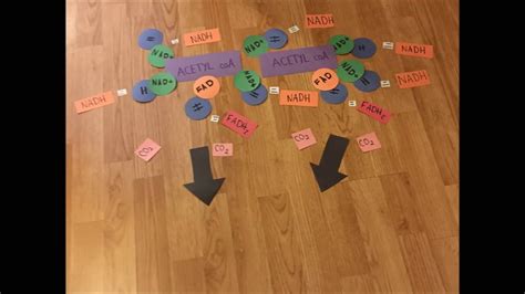 Respiration in plants temperature as temperature increases, the rate of respiration increases and vice versa. Cellular Respiration Model - YouTube