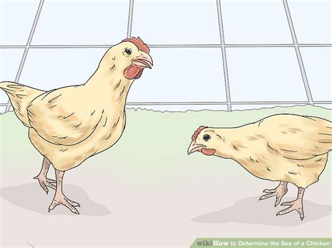 3 ways to determine the sex of a chicken wikihow