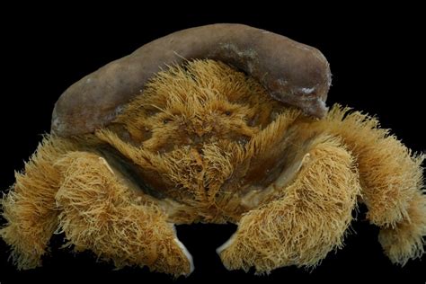 New Sponge Crab Species Found Off Wa Coast Named After Charles Darwins