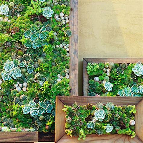Make Your Own Living Art Succulent Wall Planter Vertical Succulent
