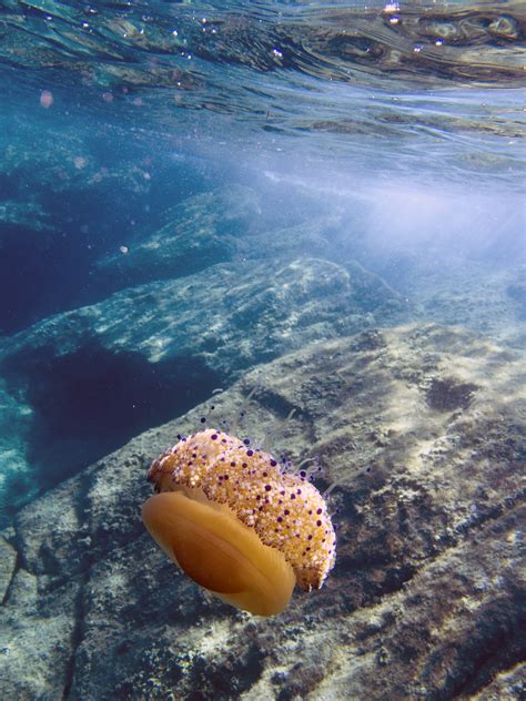 Check spelling or type a new query. Fried egg jellyfish (Cothyloriza tubercolata), Giglio ...