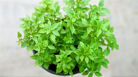 How To Grow Basil Mint From Seeds — Kitchen Home Gardener