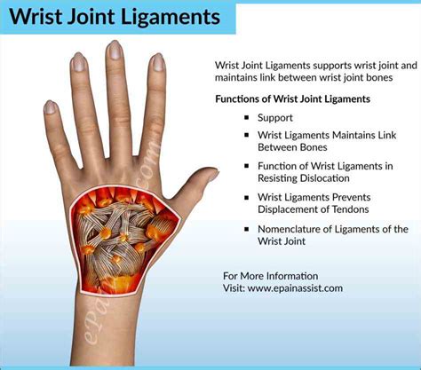 Anatomy Of The Wrist Joint