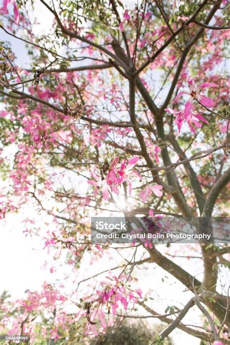 Pink Ceiba Speciosa Silk Floss Tree Stock Photo Download Image Now