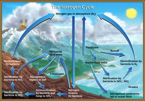 O Esquema A Seguir Representa O Ciclo Do Nitrogênio