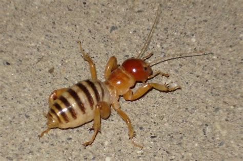 Red Headed Bug Ant Stenopelmatus Bugguidenet