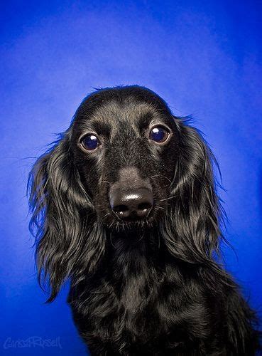 Beautiful Black Doxie Dachshund Dog Dachshund Love Long Haired