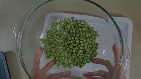 I have worms in the soil of my house plant. Grow pea-shoots indoor no soil only add water 2 times ...