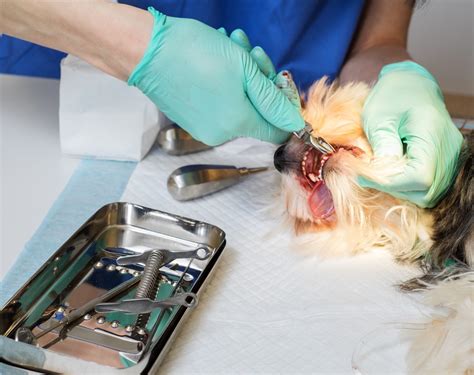 5 Faqs About The Dental Health Of Pet Animals