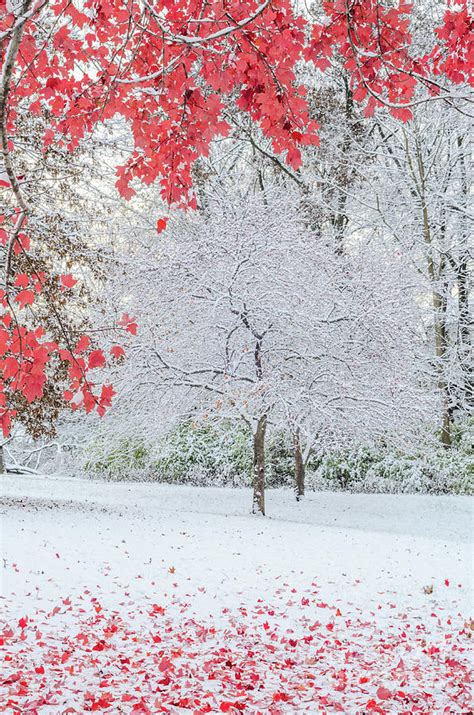Snow Covered Tree And Red Leaves Photograph By Tamara Becker Fine Art