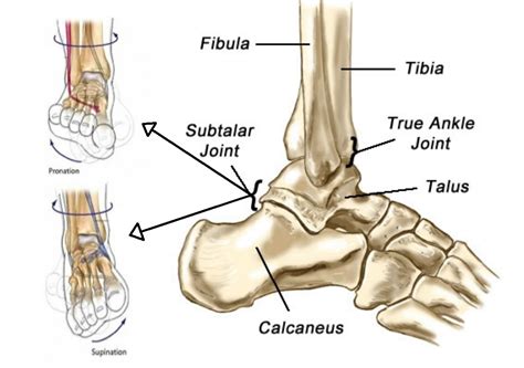 What Is Sinus Tarsi Pain Ankle And Foot Centre