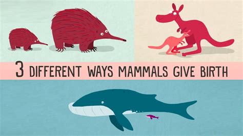 The Three Different Ways Mammals Give Birth The Kid Should See This