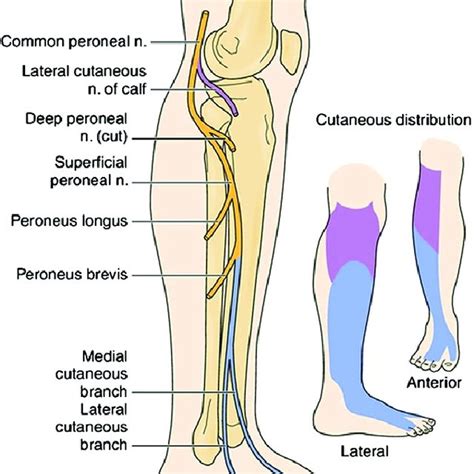 Proportion Of Wounds Healed Improving Or Deteriorating For Patients