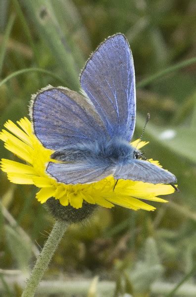 Little Blue Butterfly Taken On Holiday In Devon Flickr