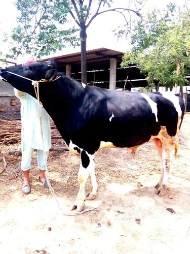 Hf Cow Bull Hf Cow Bull Supplier Trading Company Karnal India