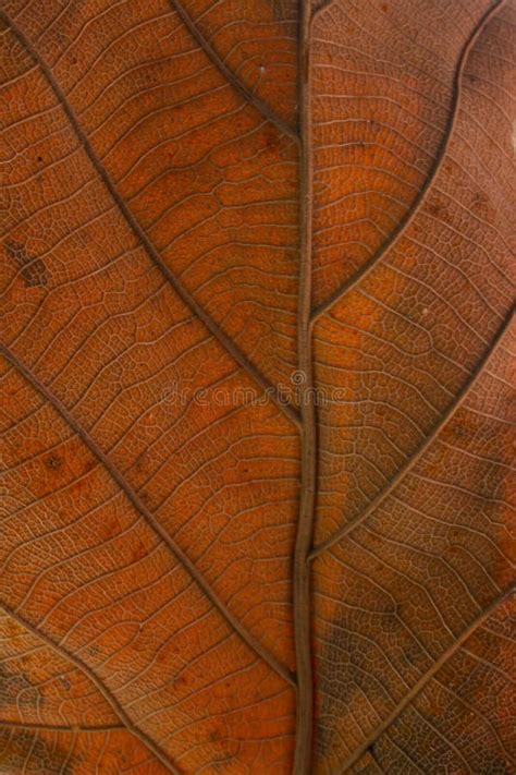 Dry Teak Leaf Close Up Stock Image Image Of Flora Seasonal 168498157
