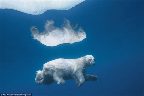 Polar Bear Reflection On Crystal Clear Arctic Ice Daily Mail Online