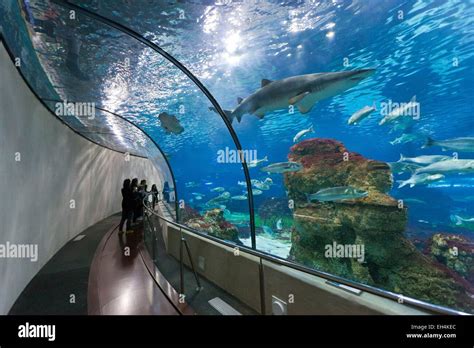 Spain Catalonia Barcelona Aquarium Of The Shopping Center Maremagnum